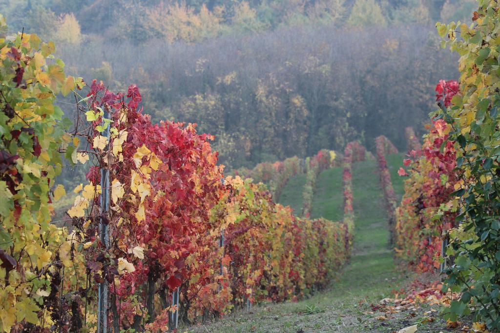La Terrazza Sul Monferrato Lägenhet Ozzano Monferrato Exteriör bild